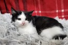 Hendrik (1)